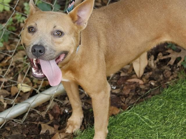 Demi - American Staffordshire Terrier