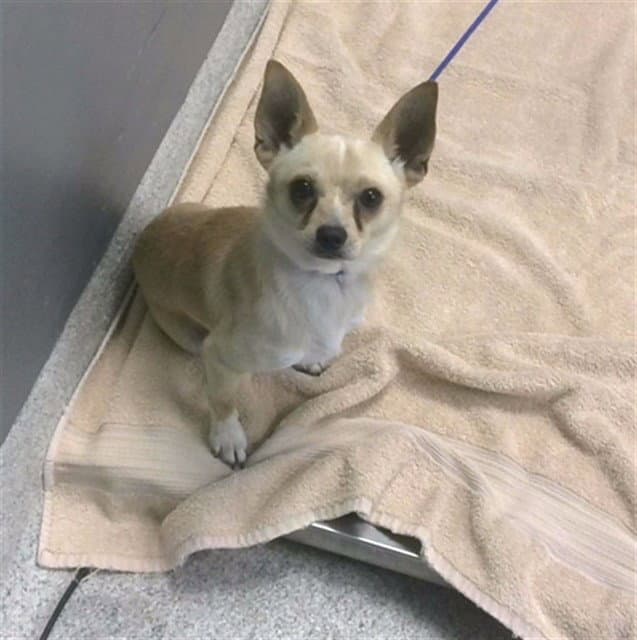 Boy - Chihuahua