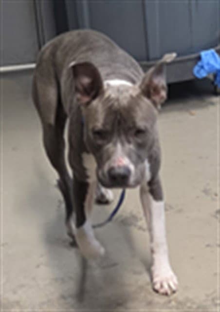 Sandra - American Staffordshire Terrier