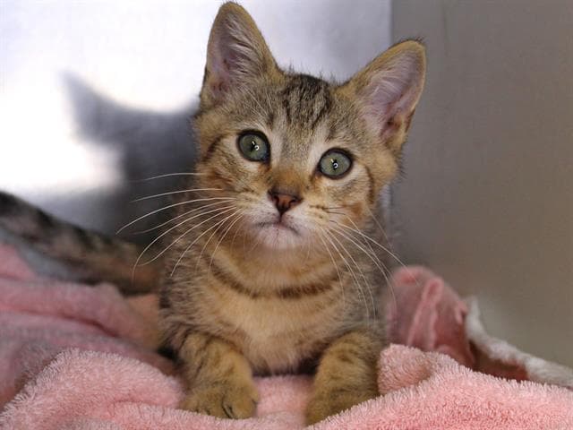 Alesso - Domestic Short Hair