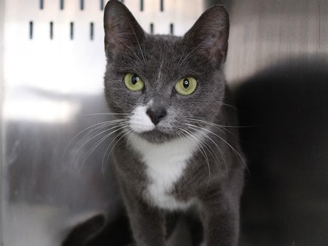 Colby - Domestic Short Hair