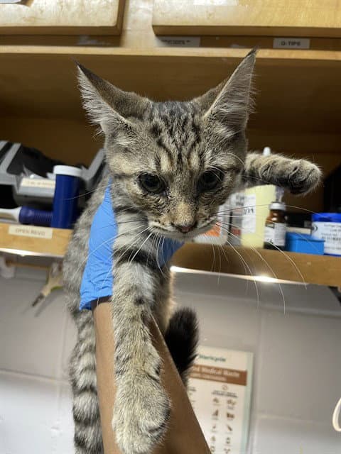 Carly - Domestic Short Hair