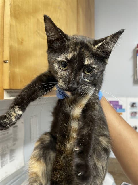 Alice - Domestic Short Hair