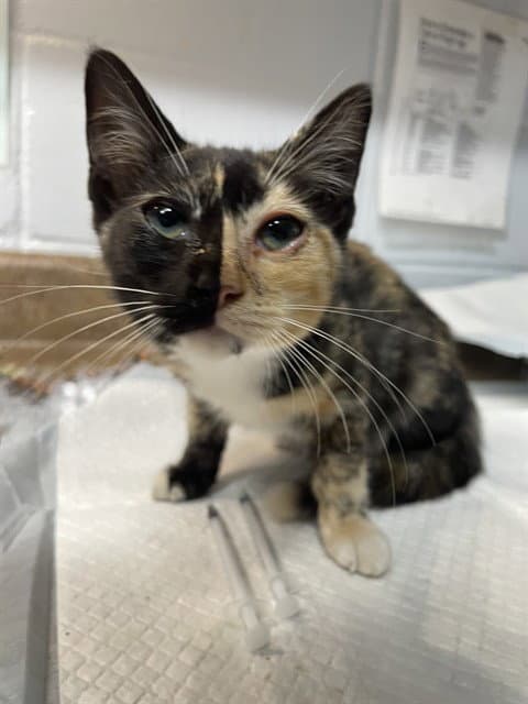 Faith - Domestic Short Hair