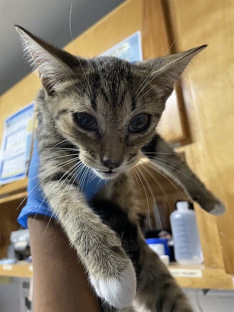 Darla - Domestic Short Hair