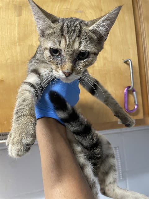 Flora - Domestic Short Hair