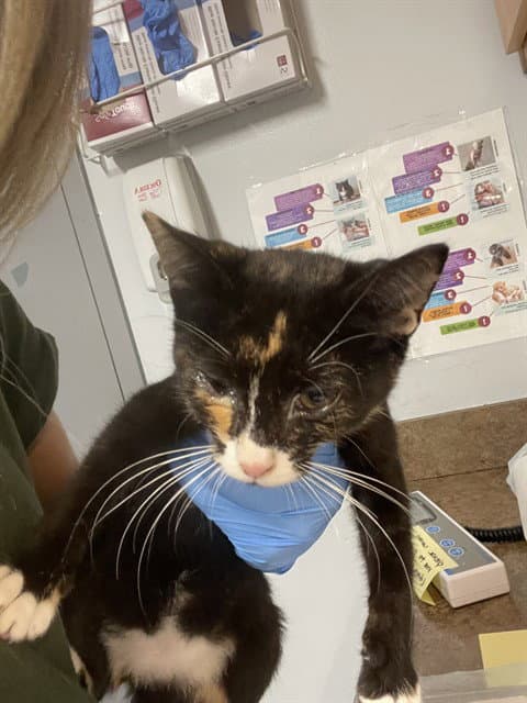 Jenna - Domestic Short Hair