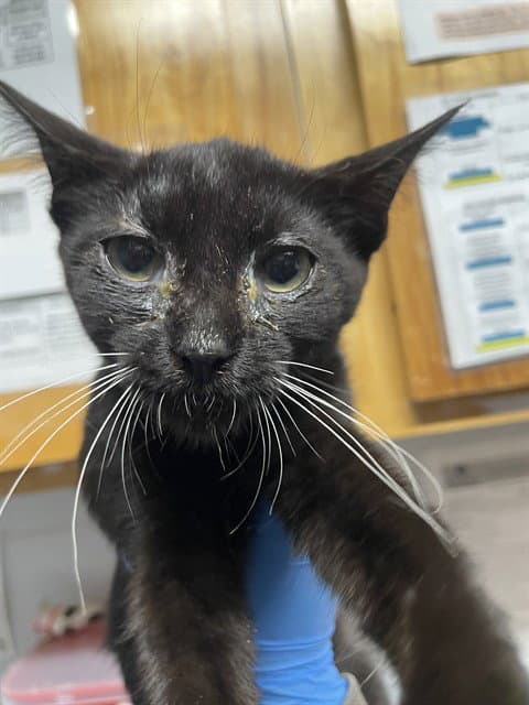 Pepper - Domestic Short Hair