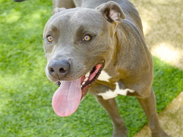 Rocko - American Pit Bull Terrier