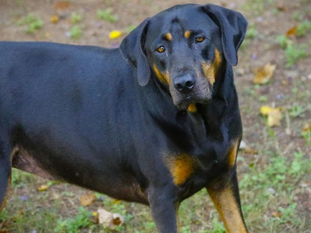 Allison - Rottweiler