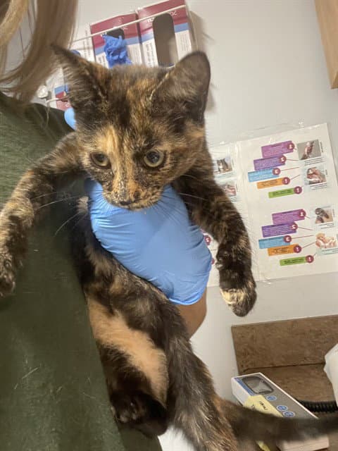Kendra - Domestic Short Hair