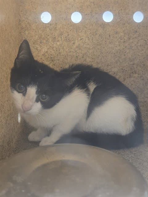 Kygo - Domestic Short Hair