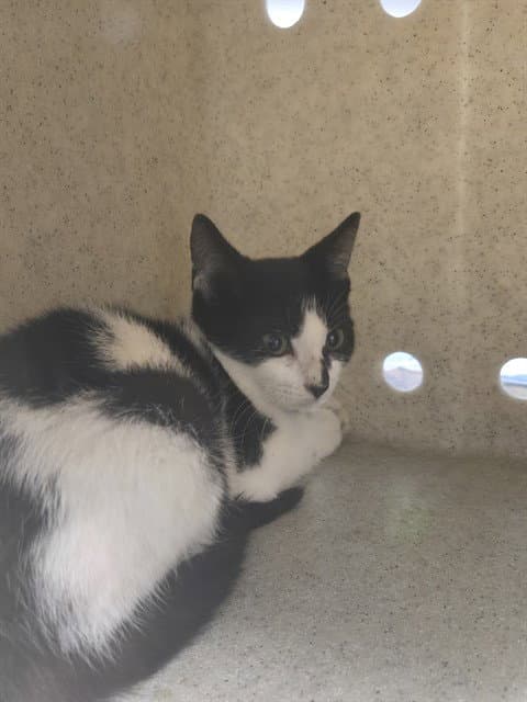Tiesto - Domestic Short Hair