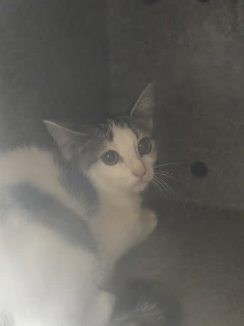 Kura - Domestic Short Hair