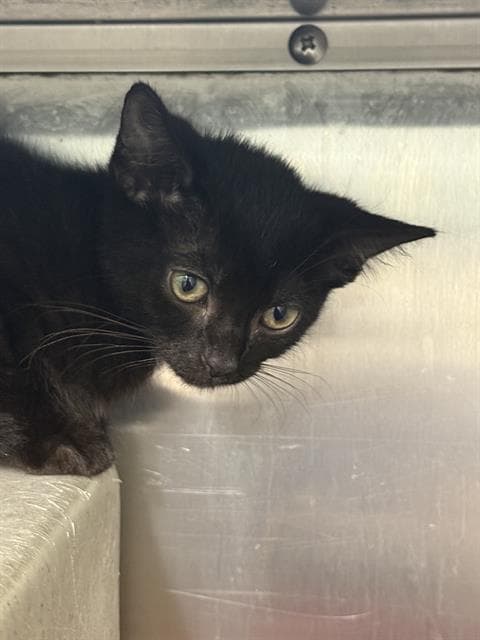 Elizabeth - Domestic Short Hair