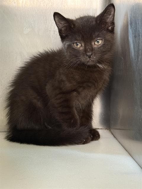 Will - Domestic Short Hair