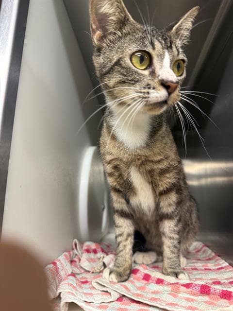 Francis - Domestic Short Hair