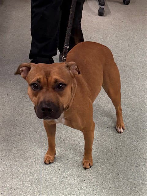 Daisy - American Staffordshire Terrier