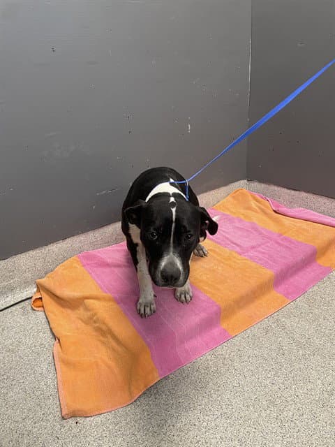 Dahlia - American Pit Bull Terrier