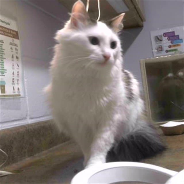 Whitney - Domestic Medium Hair