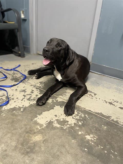 Miso - Labrador Retriever