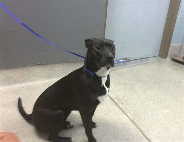 Kira - American Pit Bull Terrier