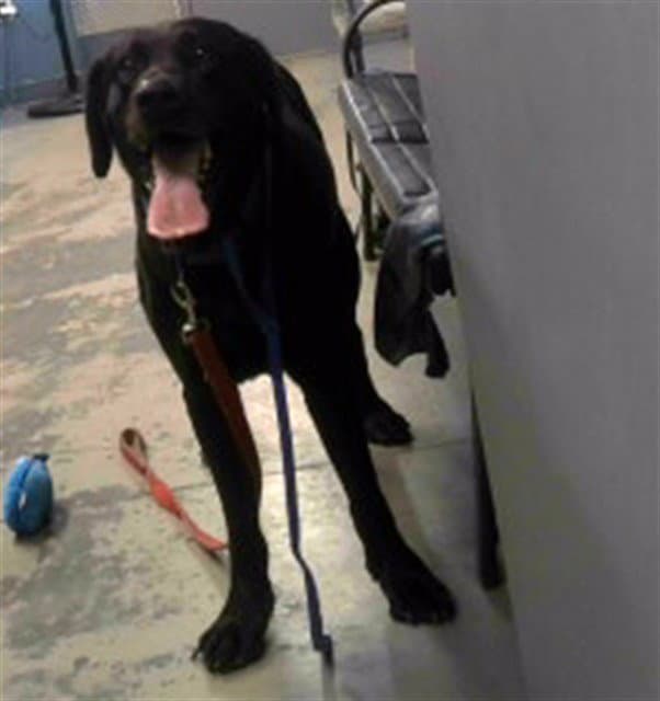 Duke - Labrador Retriever
