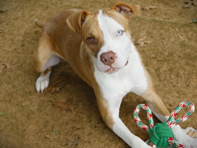 Dipper - Catahoula Leopard Dog