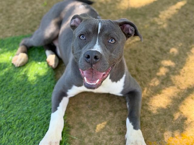Obi - American Staffordshire Terrier