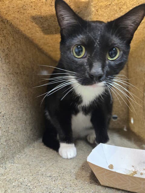 Creamer - Domestic Short Hair