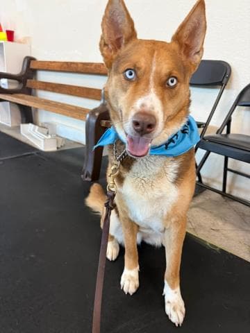 Cora - Siberian Husky