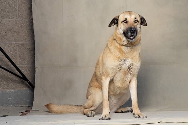 River - German Shepherd Dog