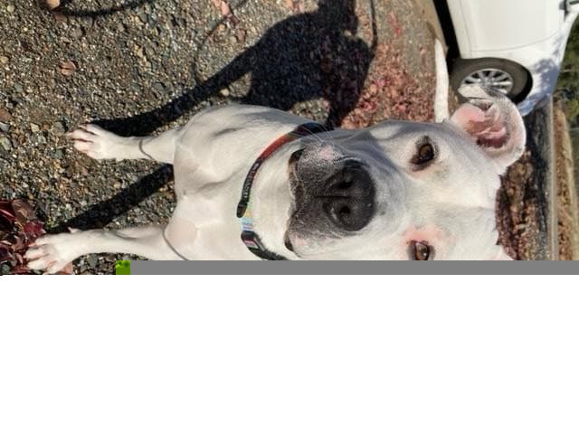 Kate - Pit Bull Terrier