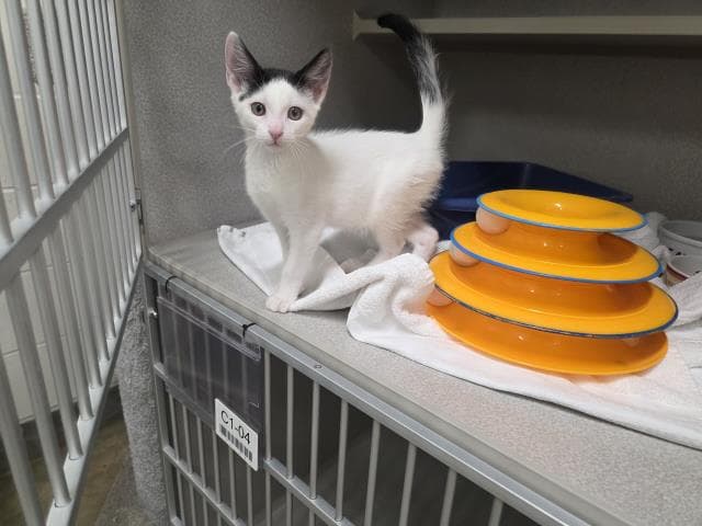Domino - Domestic Short Hair