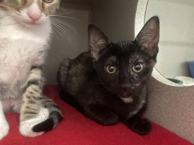 Unknown - Domestic Short Hair
