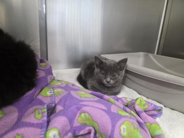 Unknown - Domestic Short Hair