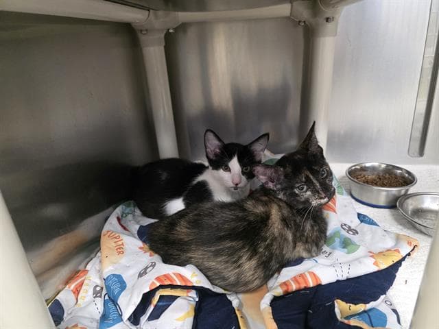 Unknown - Domestic Medium Hair