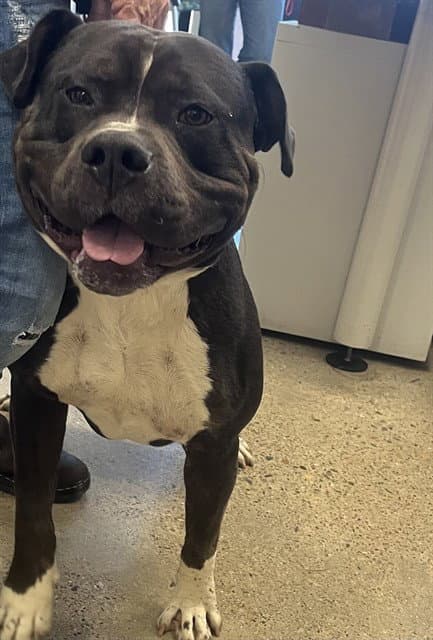 Bear - Pit Bull Terrier