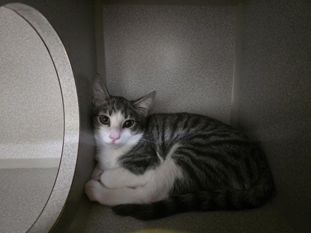 Unknown - Domestic Medium Hair