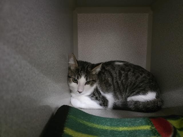 Unknown - Domestic Medium Hair