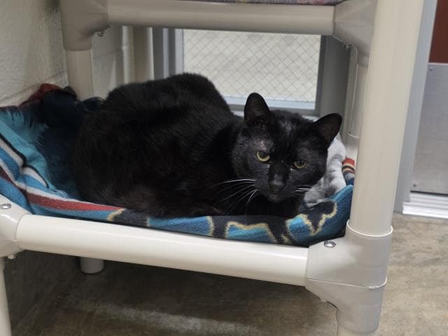 Frankie - Domestic Short Hair