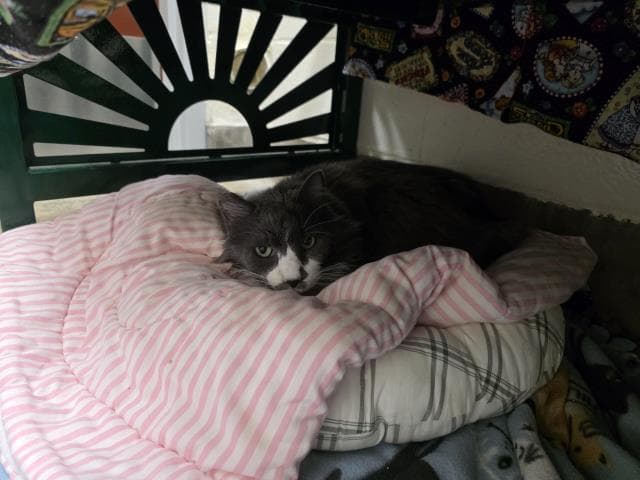Mouse - Domestic Long Hair