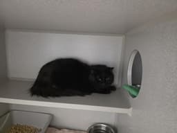 Midnight image 1