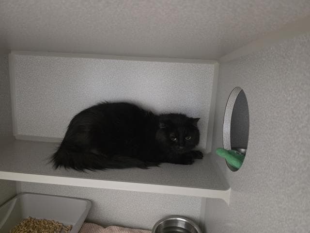 Midnight - Domestic Medium Hair