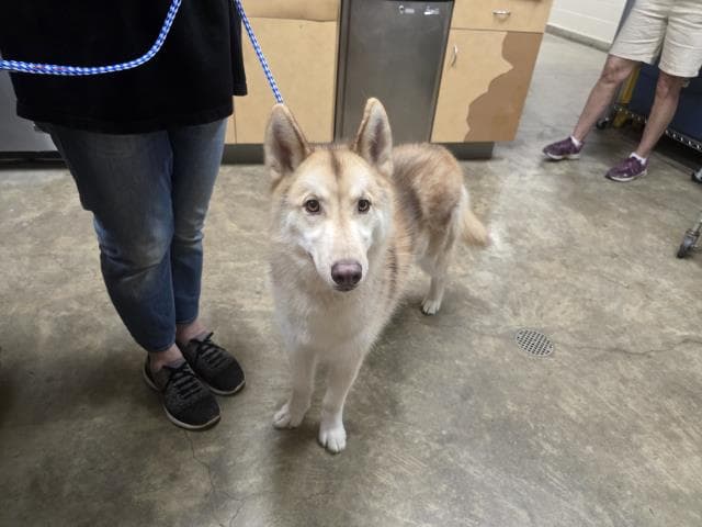 Gino - Husky