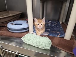 Marmalade image 1