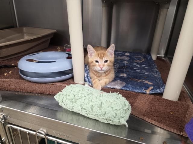 Marmalade - Domestic Medium Hair