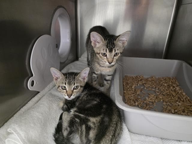 Unknown - Domestic Short Hair