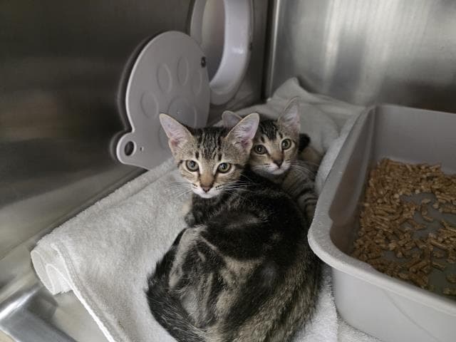 Unknown - Domestic Short Hair