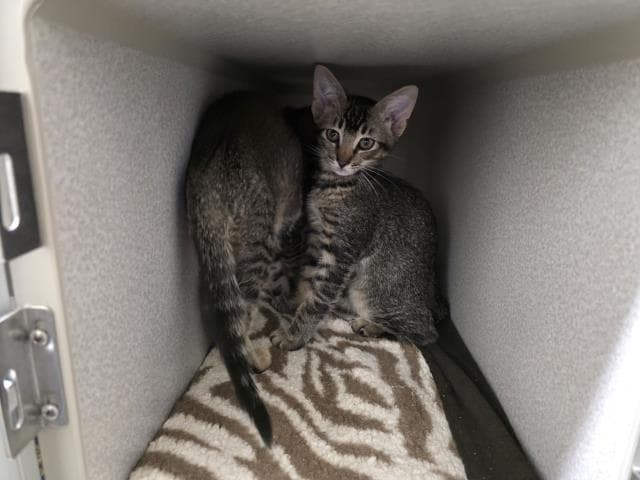 Unknown - Domestic Short Hair